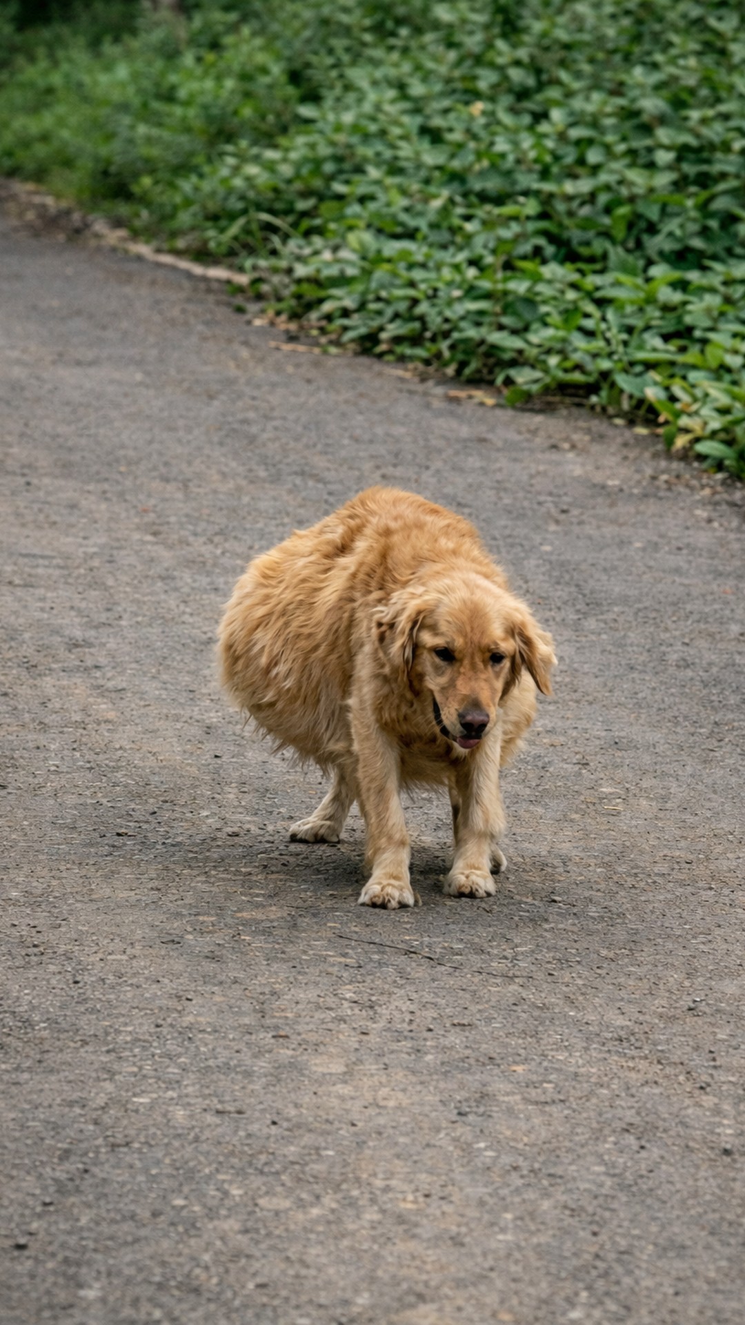 From Danger to Recovery: Shiwu the Golden Retriever Defies Odds