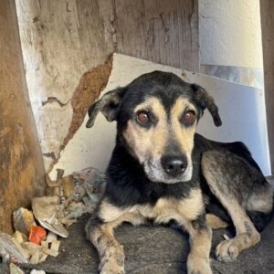 Noah's Remarkable Recovery: From Neglect to a Loving Sanctuary in Three Weeks