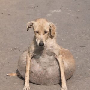 Fuffy's Journey: From Critical Condition to Thriving in Just Weeks