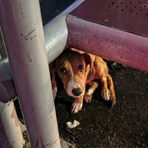 From Rainy Abandonment to a Healing Home: Maru's Contrasting Journey
