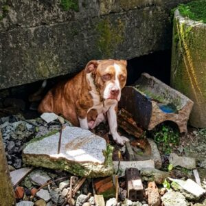 Rescue Team Uncovers Ten Newborn Puppies Hidden Beneath a House
