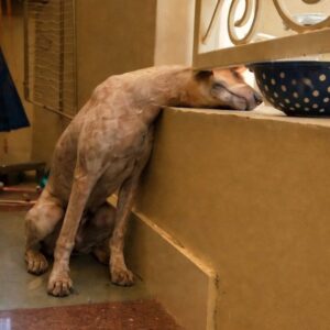Rescue Team Frees Stray Dog Trapped in Metal Fence with Cooking Oil