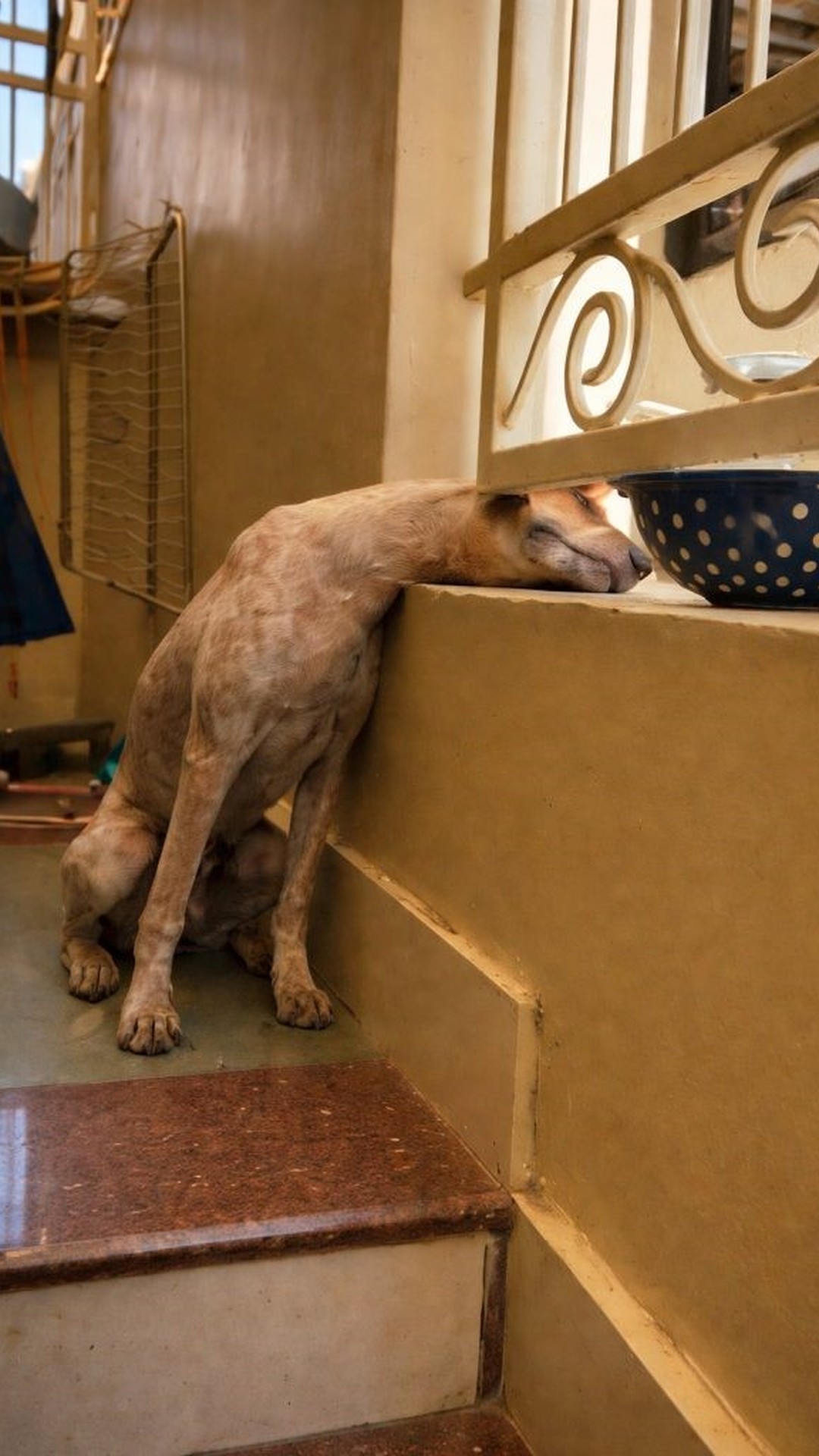 Rescue Team Frees Stray Dog Trapped in Metal Fence with Cooking Oil