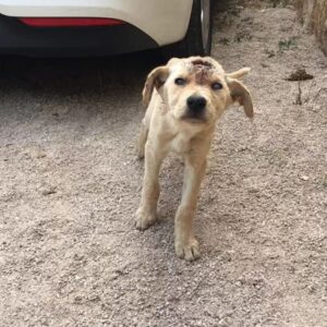 Rescue Team Discovers Stray Puppy With Dozens of Metal Projectiles