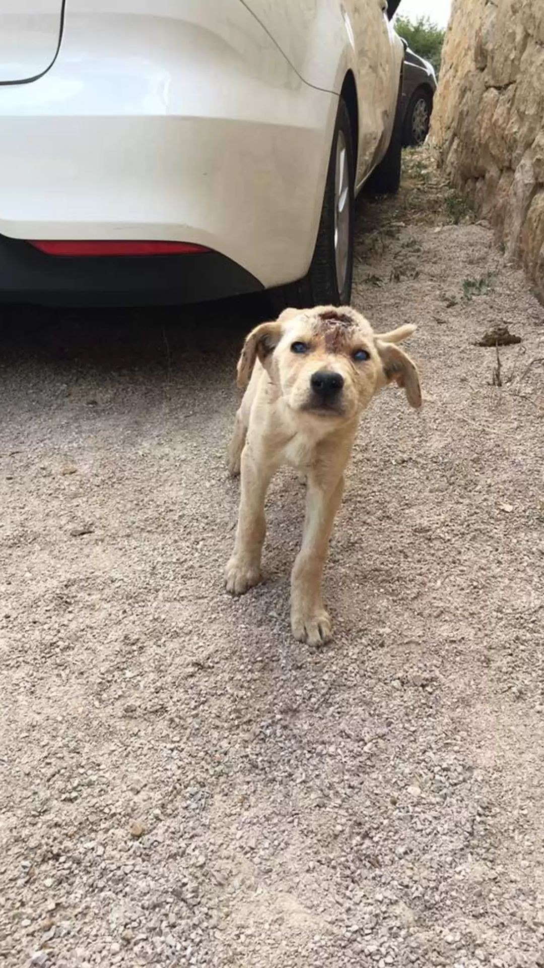 Rescue Team Discovers Stray Puppy With Dozens of Metal Projectiles