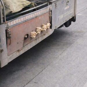 Truck Driver's Discovery: Five Puppies Abandoned in a Cardboard Box