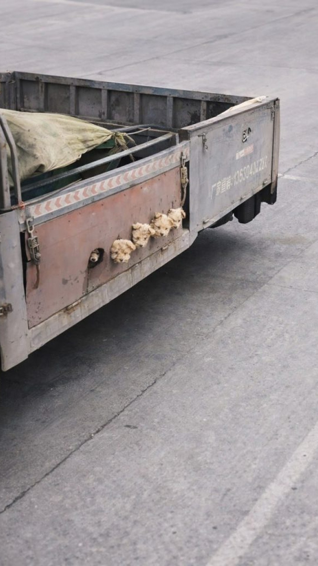 Truck Driver's Discovery: Five Puppies Abandoned in a Cardboard Box
