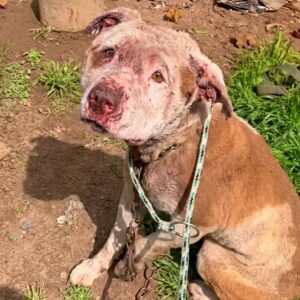 Odin and Aslan: Two Pitbulls Experience Freedom After Years of Neglect
