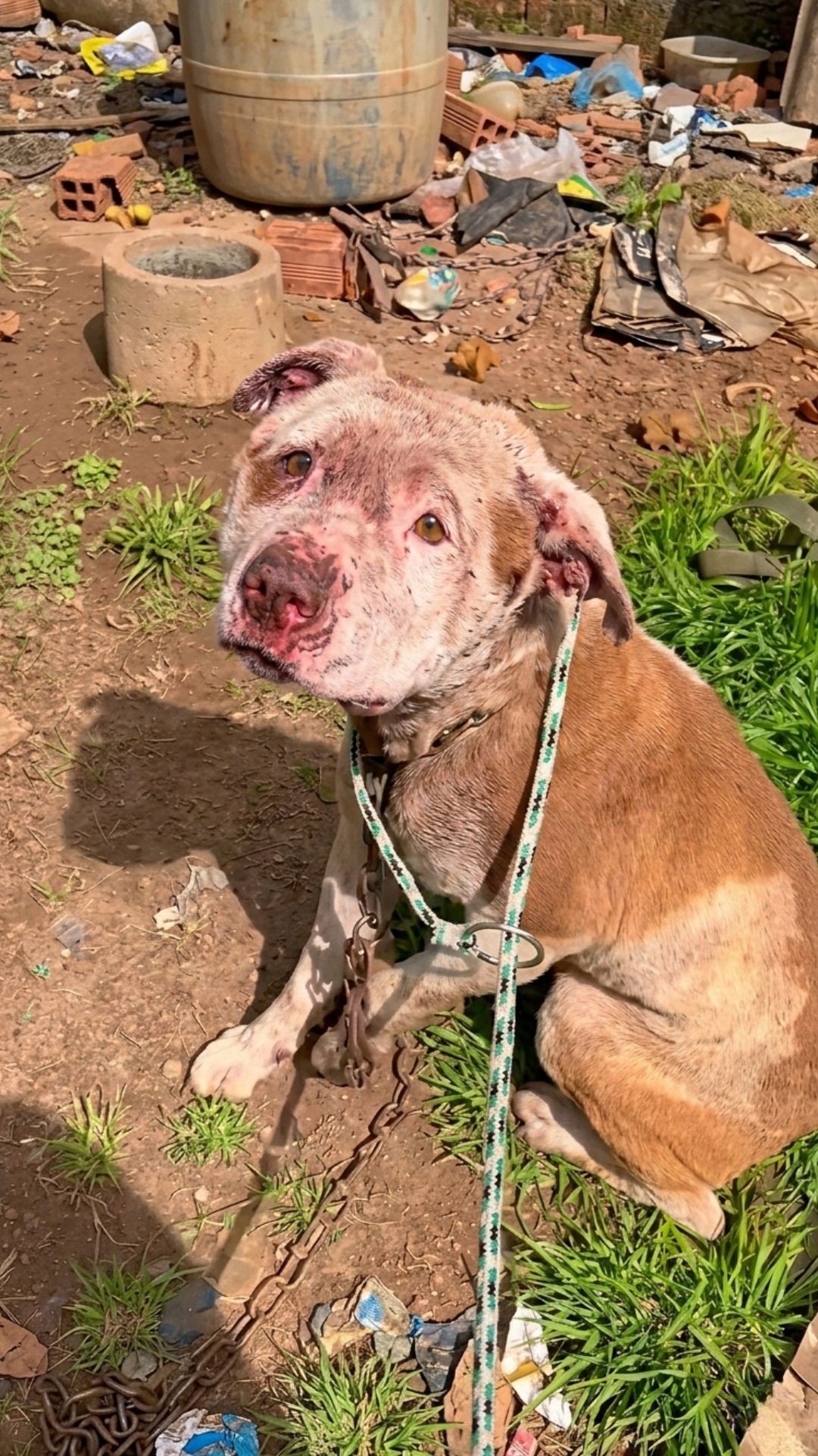 Odin and Aslan: Two Pitbulls Experience Freedom After Years of Neglect