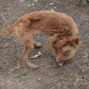 Bonbon’s Brave Steps from Darkness to Daylight as He Learns to Trust