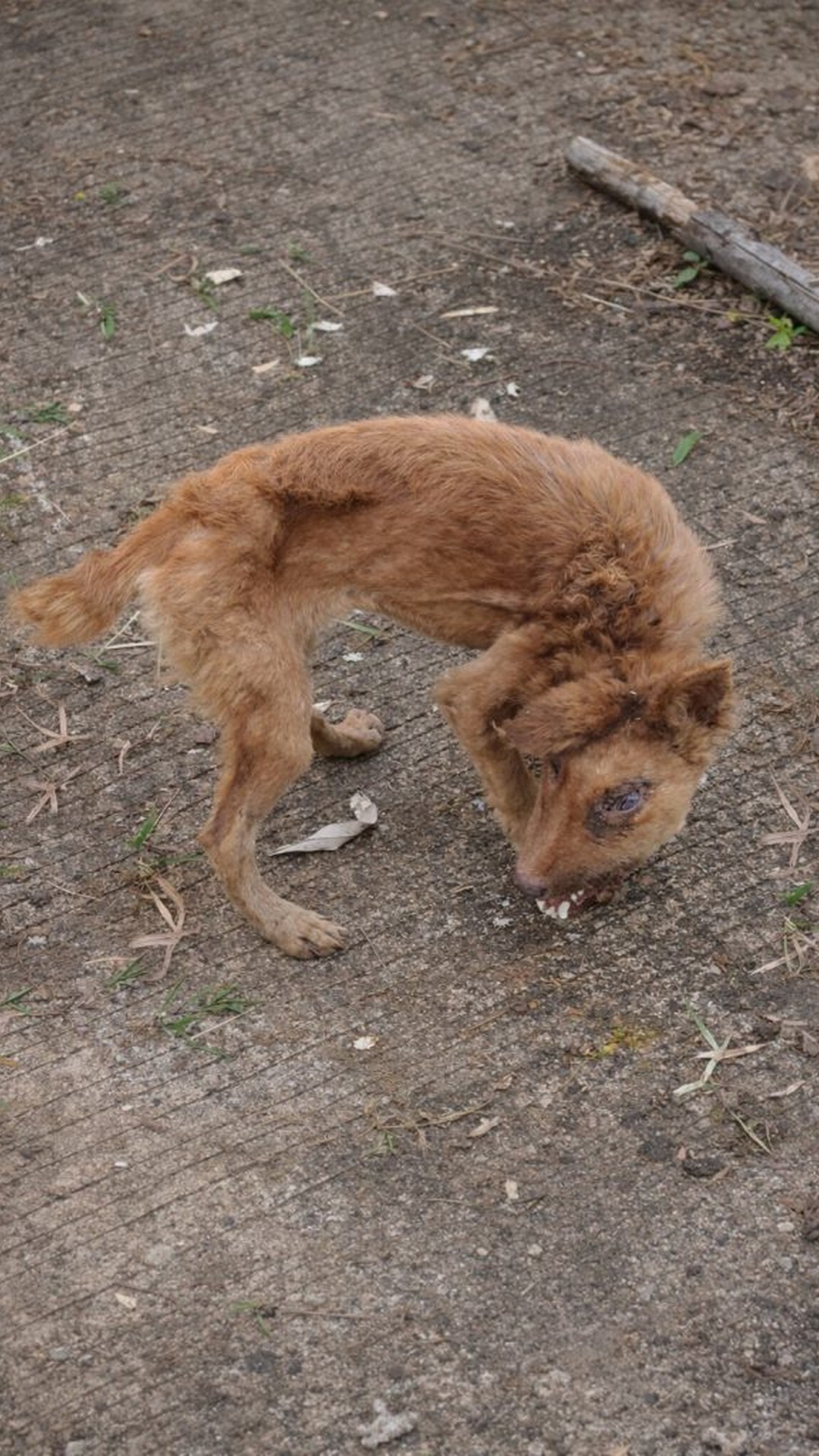 Bonbon’s Brave Steps from Darkness to Daylight as He Learns to Trust