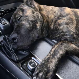 From Abandoned Car to Loving Home: A Dog's Remarkable Recovery