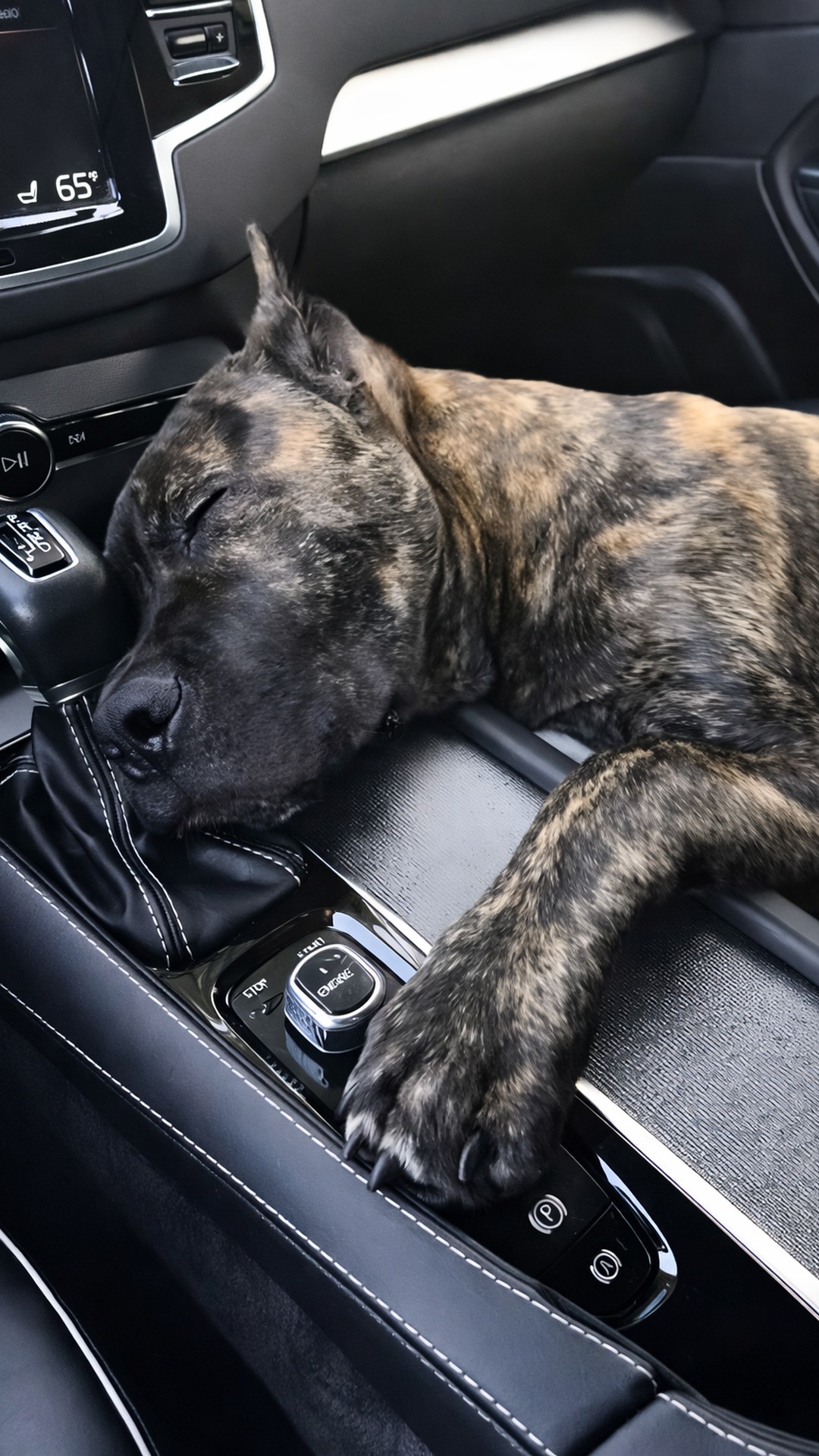 From Abandoned Car to Loving Home: A Dog's Remarkable Recovery