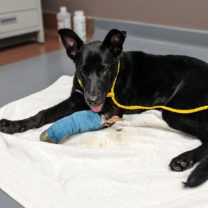 From Abandonment to Recovery: Sheba's Transformation Over Six Weeks
