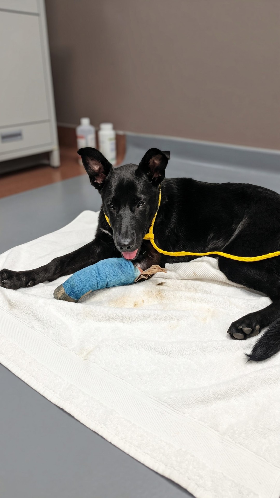 From Abandonment to Recovery: Sheba's Transformation Over Six Weeks