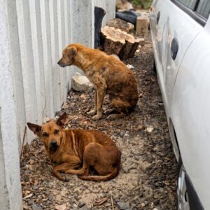 Starving Dog Leads Rescuers to a Hidden Companion in Need