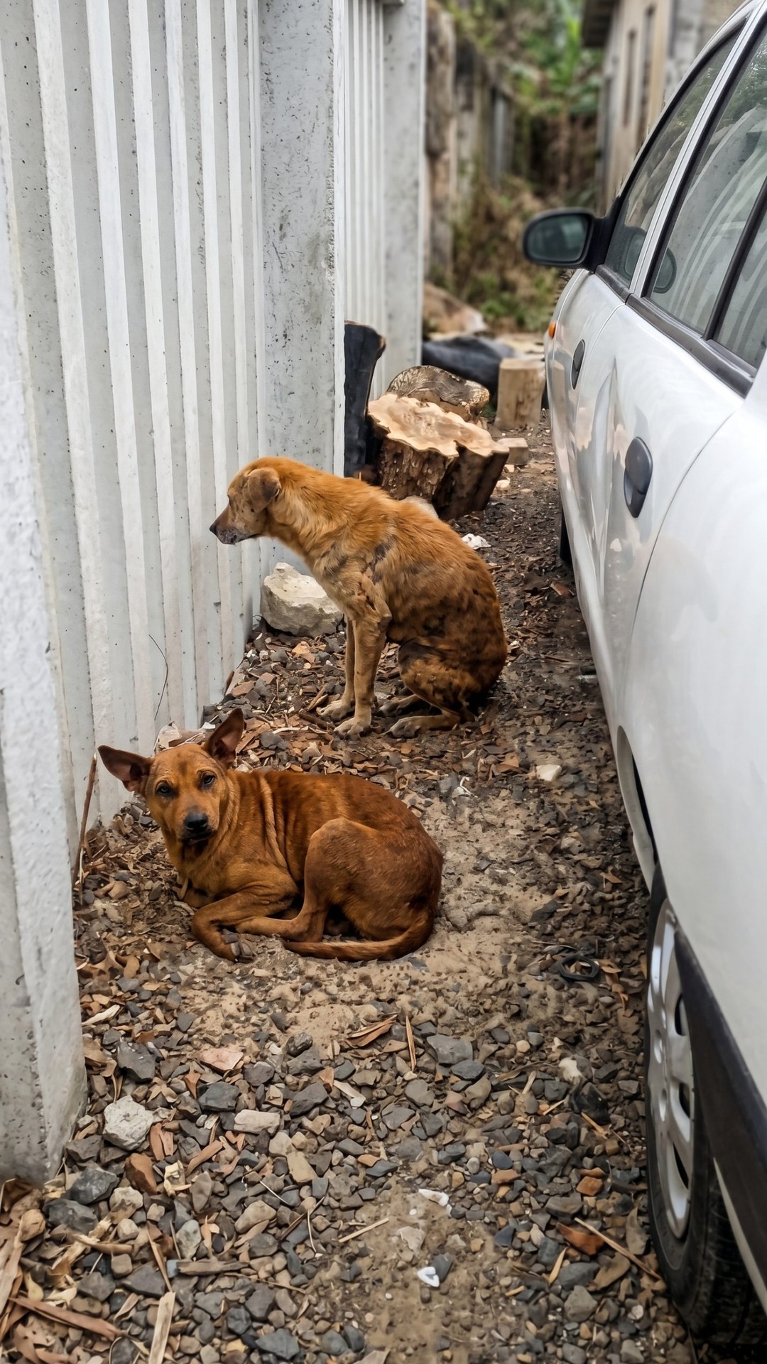 Starving Dog Leads Rescuers to a Hidden Companion in Need