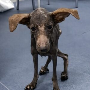 From Near Collapse to Adoption: A Dog's Remarkable Recovery Journey