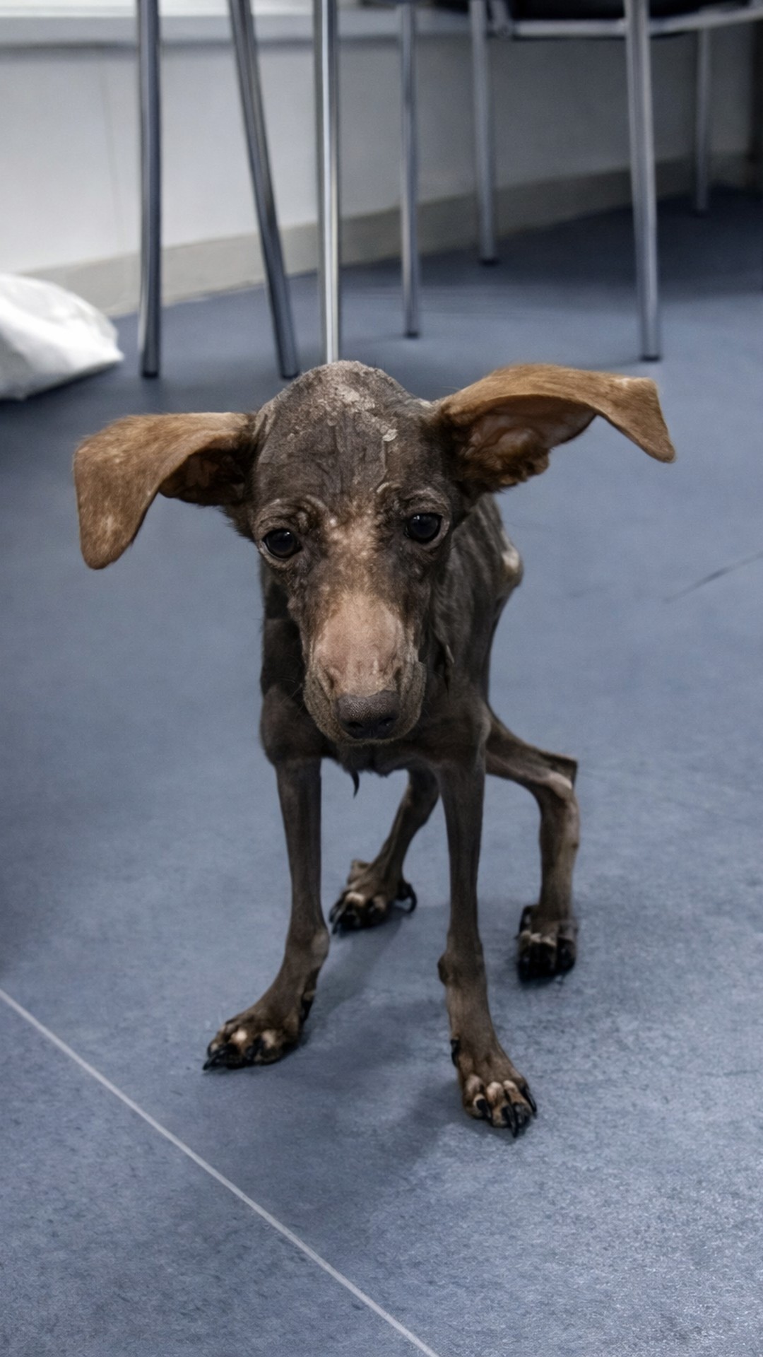 From Near Collapse to Adoption: A Dog's Remarkable Recovery Journey