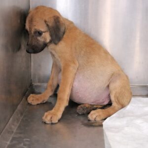 Rescue Team Discovers Abandoned Puppy with Severe Health Issues in Forest