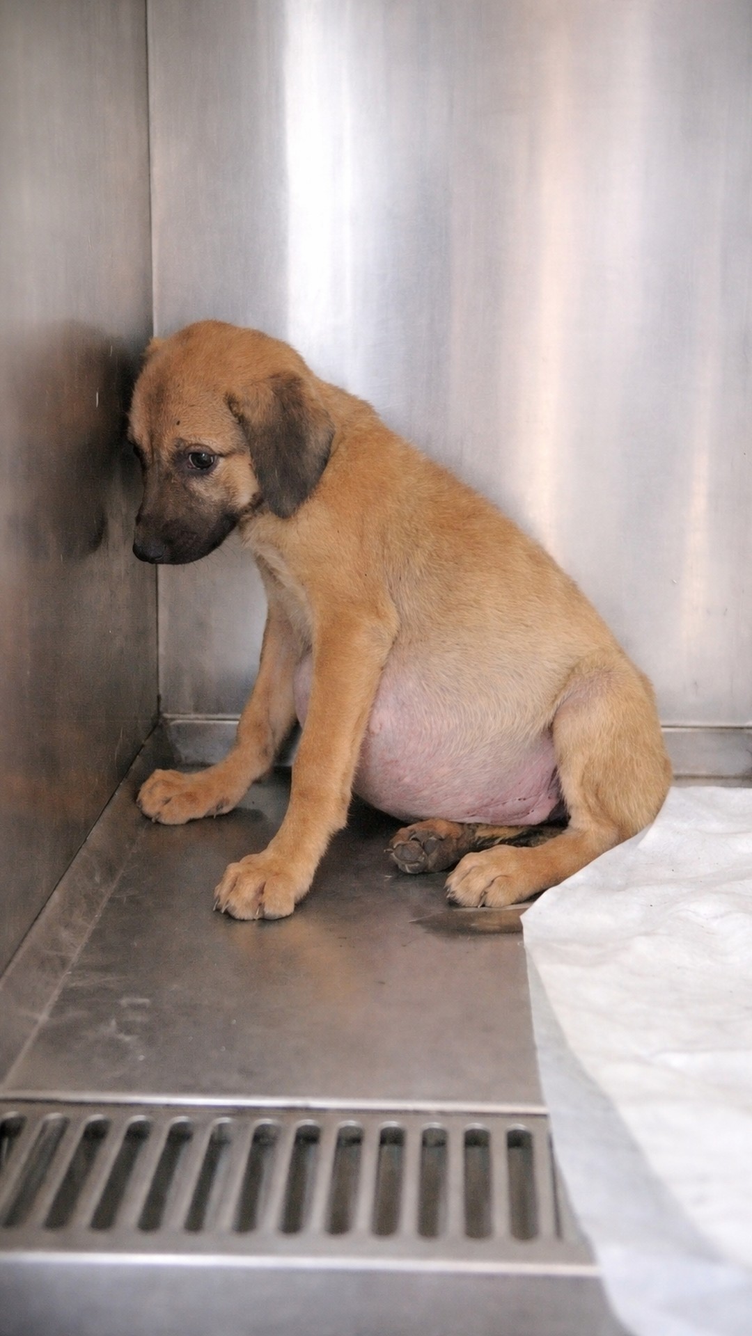 Rescue Team Discovers Abandoned Puppy with Severe Health Issues in Forest