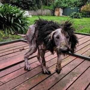 Rescue Team Finds Vera, a Starving Dog Trapped in a Filthy Kennel