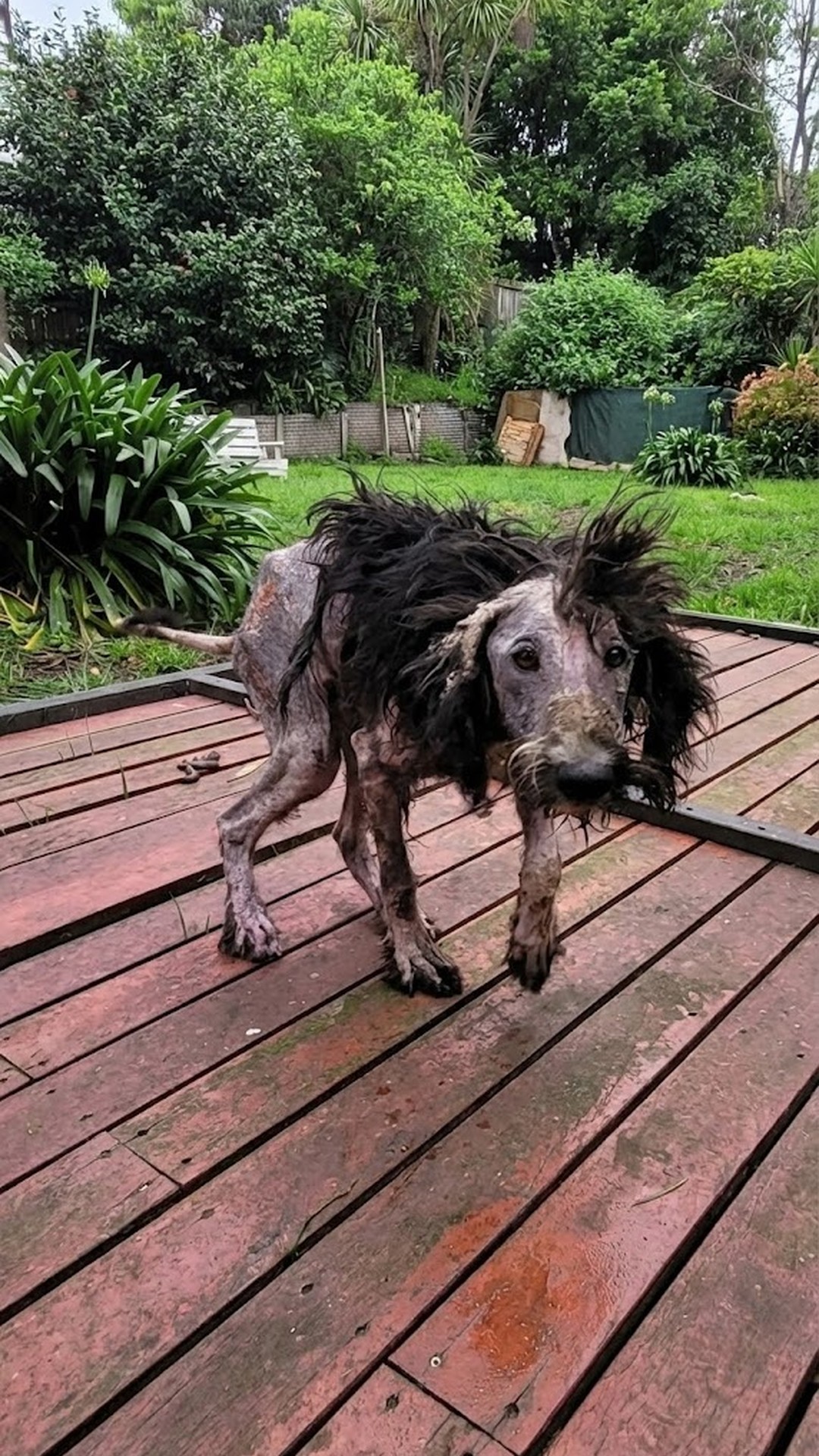 Rescue Team Finds Vera, a Starving Dog Trapped in a Filthy Kennel