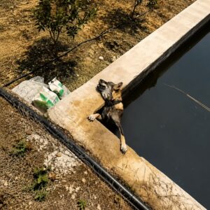 Rescue Unfolds as a Young Man Finds a Dog Trapped Beneath Concrete