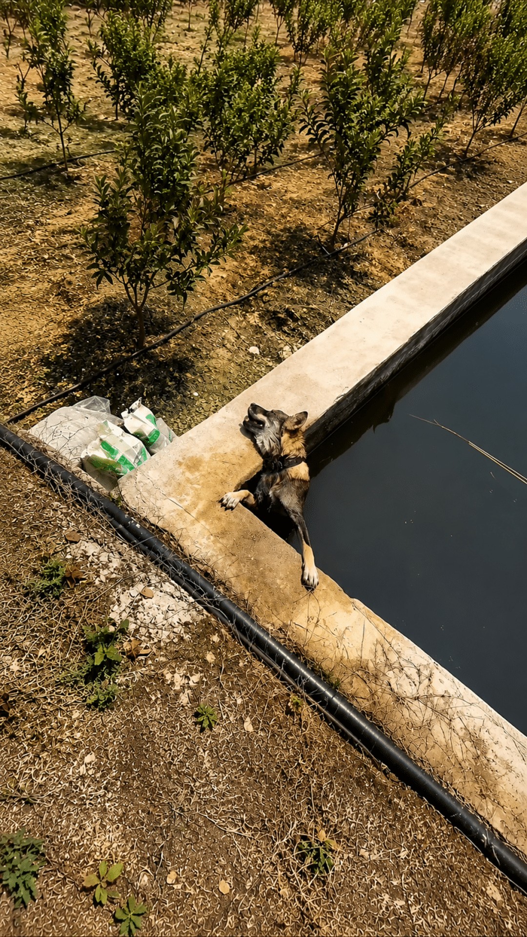 Rescue Unfolds as a Young Man Finds a Dog Trapped Beneath Concrete