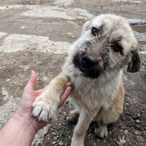 Rescuers Find Flea-Infested Puppy Alone on Busy Romanian Highway