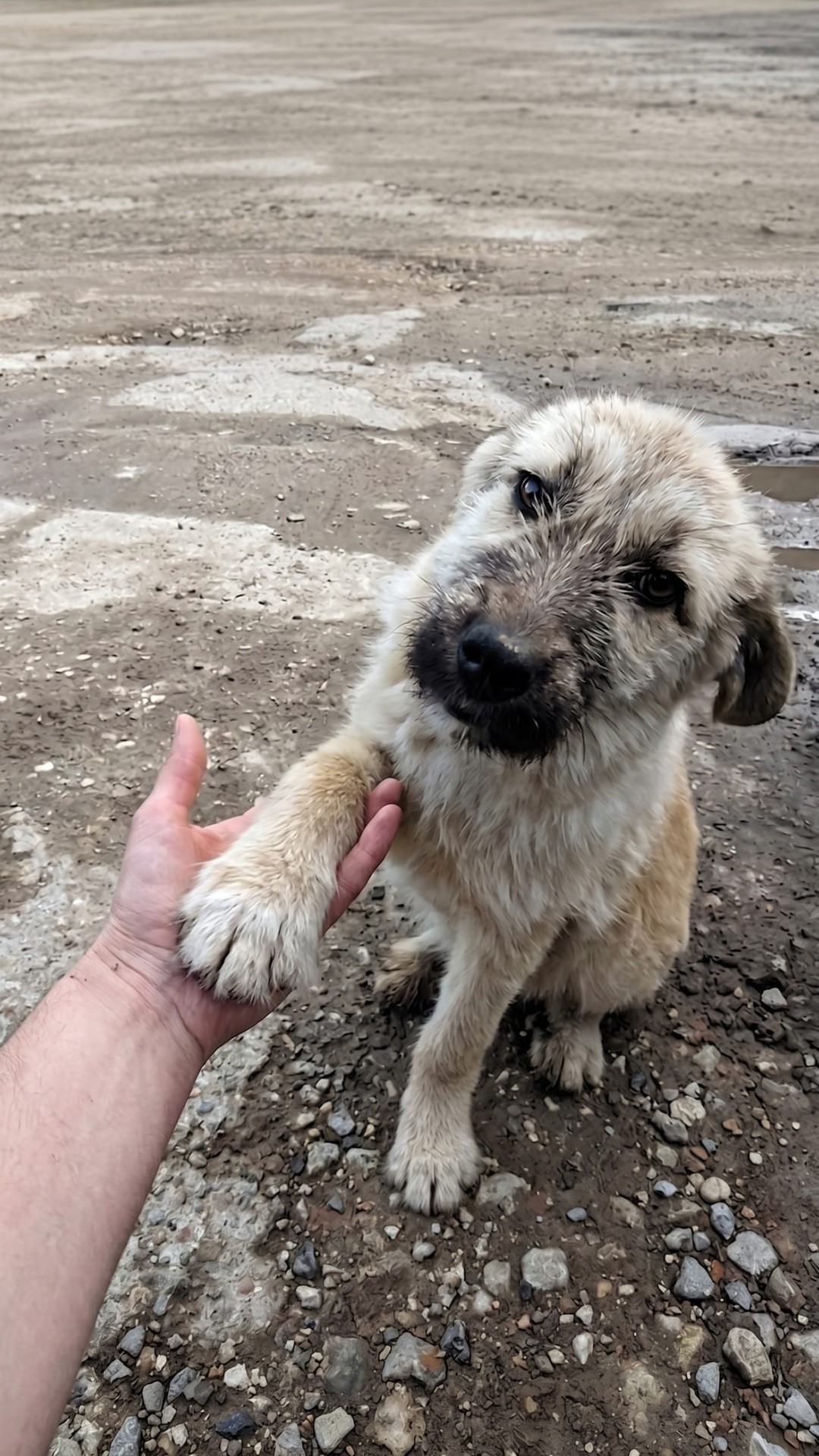 Rescuers Find Flea-Infested Puppy Alone on Busy Romanian Highway