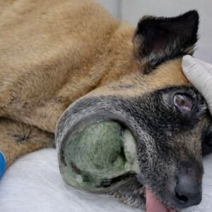 Stray Dog Rescued Just in Time from Severe Oral Infection