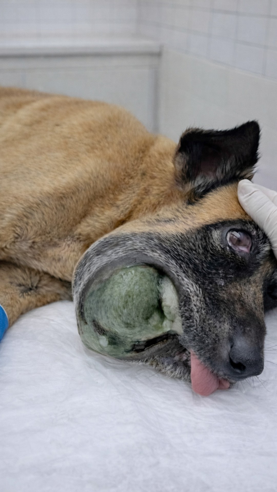 Stray Dog Rescued Just in Time from Severe Oral Infection