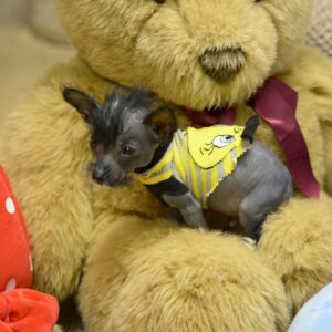 Tiny Puppy Finds Comfort and Survival in Children's Socks