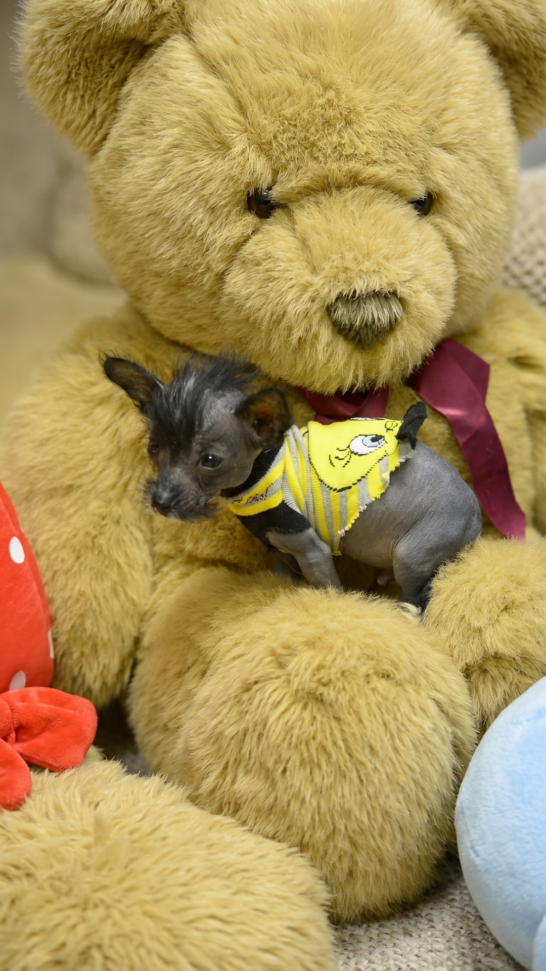 Tiny Puppy Finds Comfort and Survival in Children's Socks