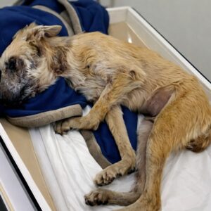 Zippo's First Steps After Months of Recovery on the Streets