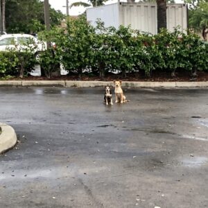 Boo Boo and Bambi: Two Dogs Rescued After 14 Days of Waiting