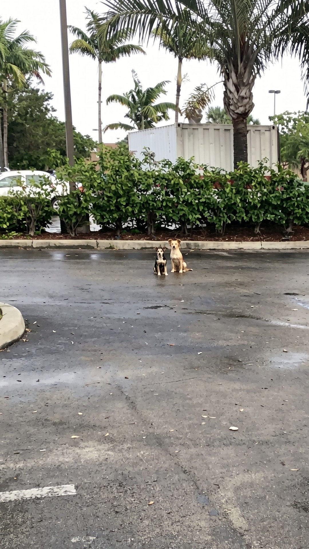 Boo Boo and Bambi: Two Dogs Rescued After 14 Days of Waiting