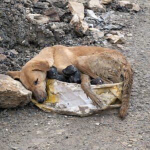 Rescue Team Saves Mother Dog and Her Newborn Puppies from Construction Ruins