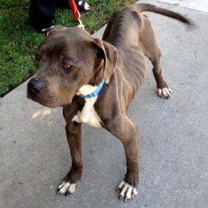 From Neglect to Nurture: Smokey's Remarkable Recovery Over One Month