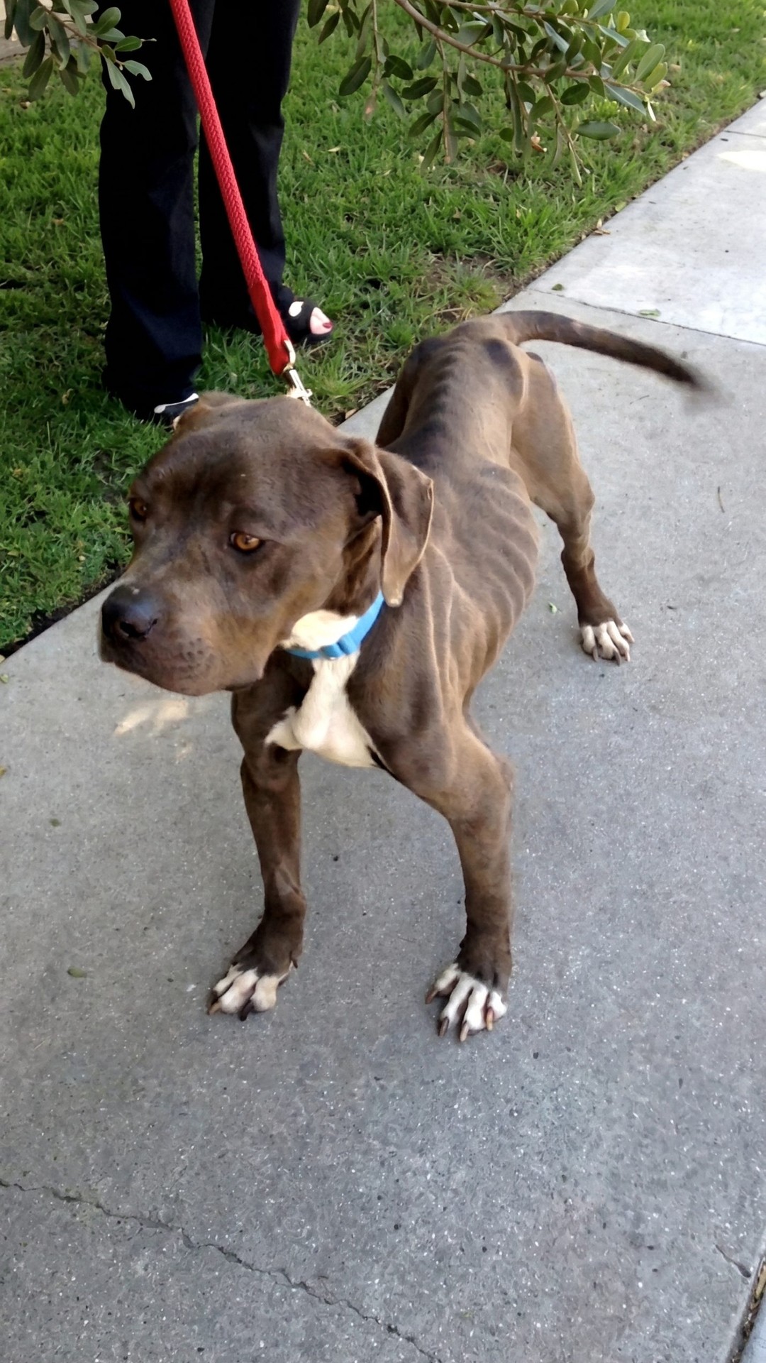 From Neglect to Nurture: Smokey's Remarkable Recovery Over One Month