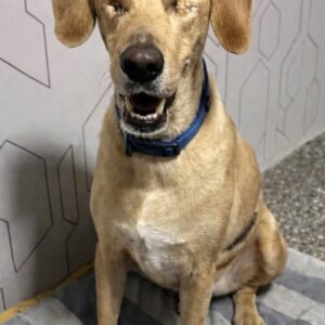 Benki's Progress: From Abandonment to Trust in Just Ten Days