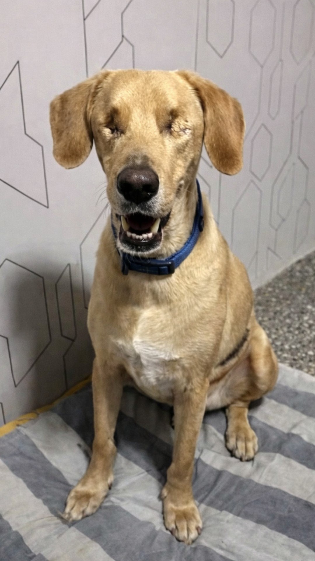 Benki's Progress: From Abandonment to Trust in Just Ten Days