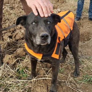 From Despair in a Well to a Loving Home: The Rescue of a Blind Dog