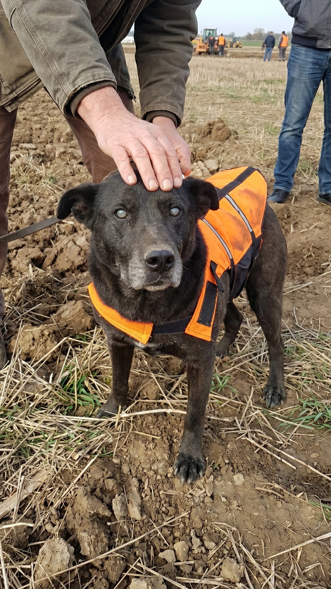 From Despair in a Well to a Loving Home: The Rescue of a Blind Dog