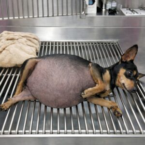 From Abandoned and Ill to Thriving: Charlie's Journey of Survival