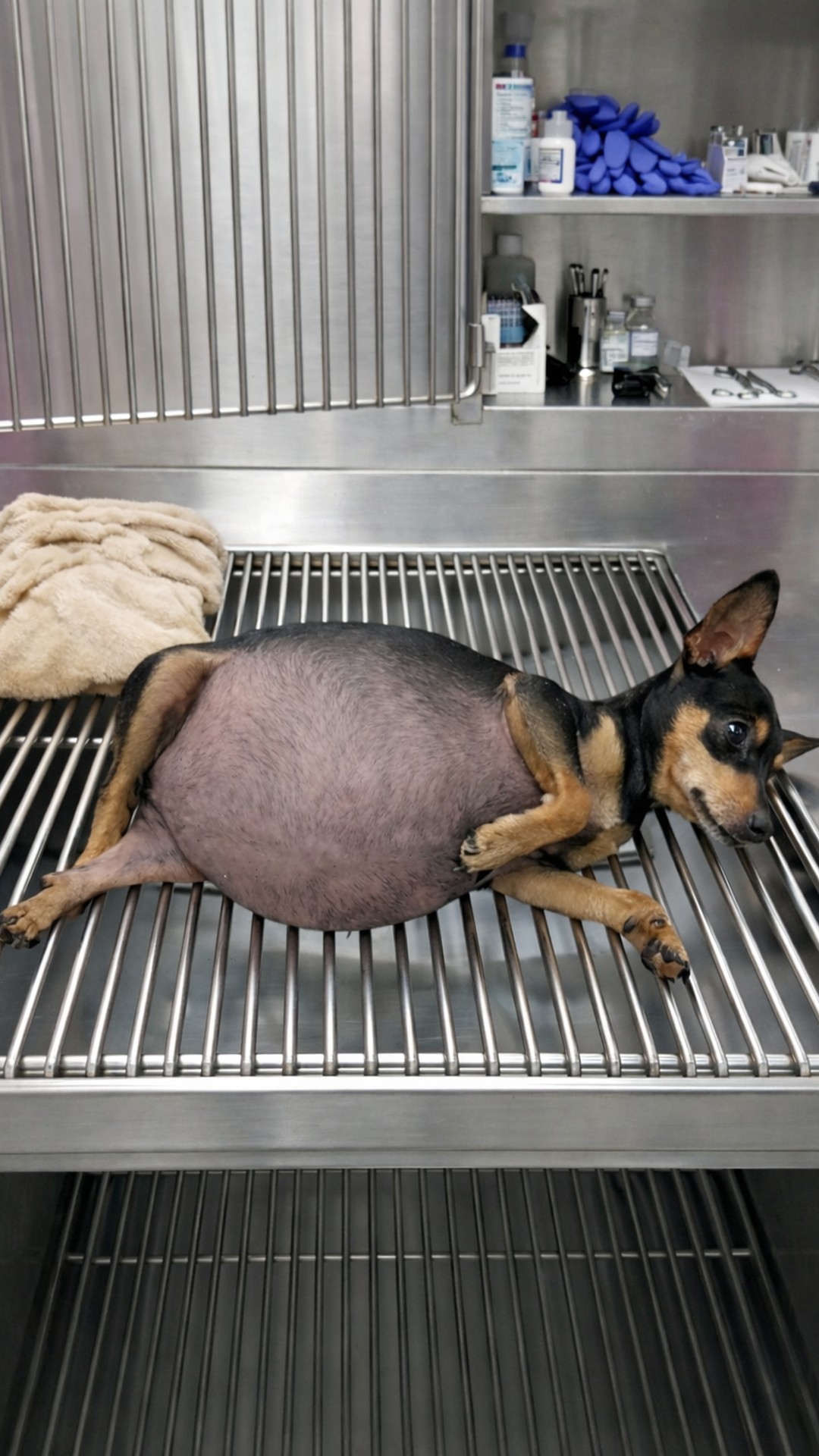 From Abandoned and Ill to Thriving: Charlie's Journey of Survival