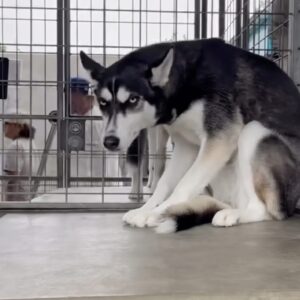 Husky Named June Finds Joy After Being Abandoned by Her Family