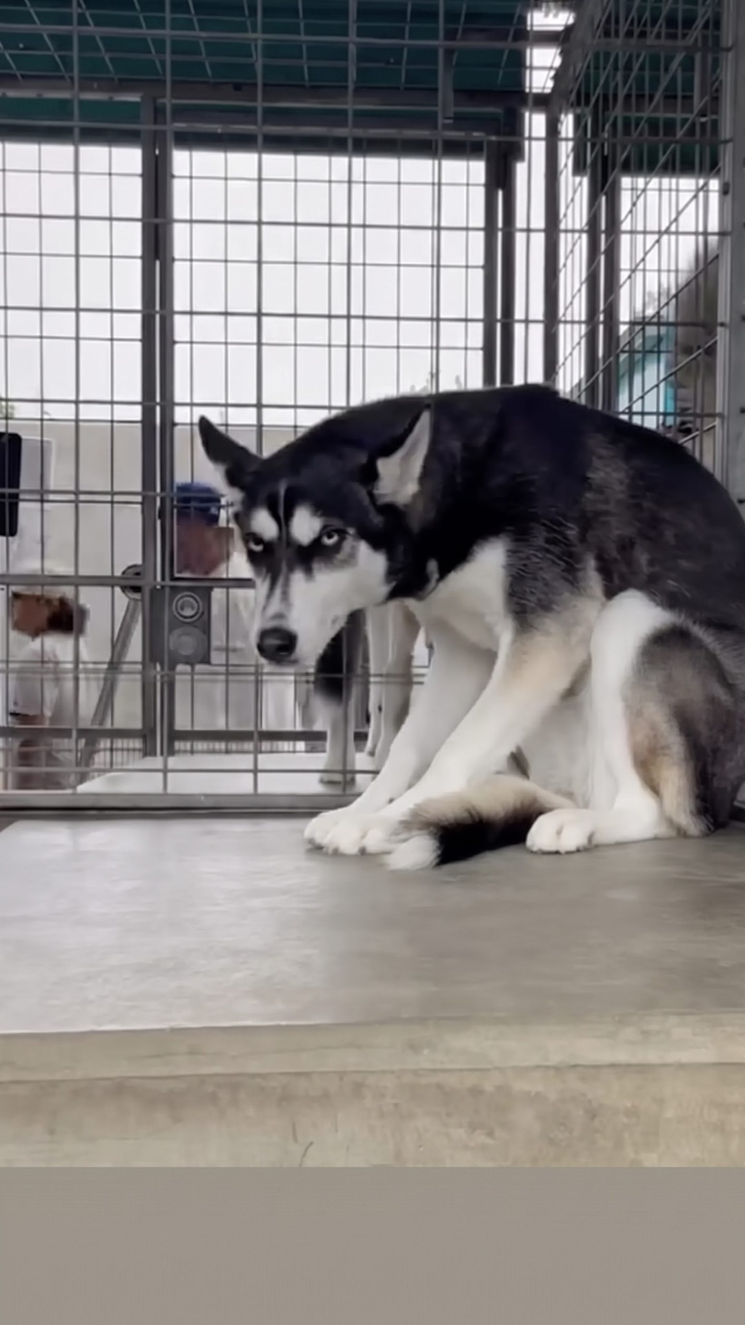 Husky Named June Finds Joy After Being Abandoned by Her Family