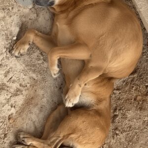 Rescue Dog's Remarkable Recovery After Being Found Near Bus Stop